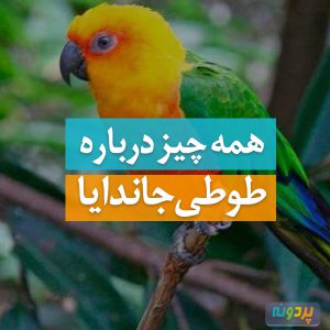 جاندایا
