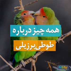 طوطی برزیلی