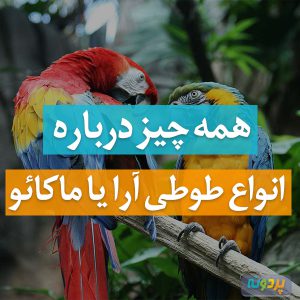 طوطی آرا یا ماکائو