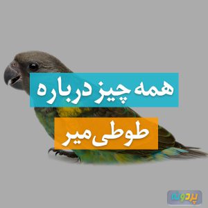 طوطی میر