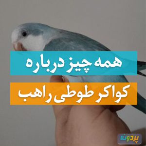 طوطی راهب