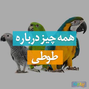 طوطی