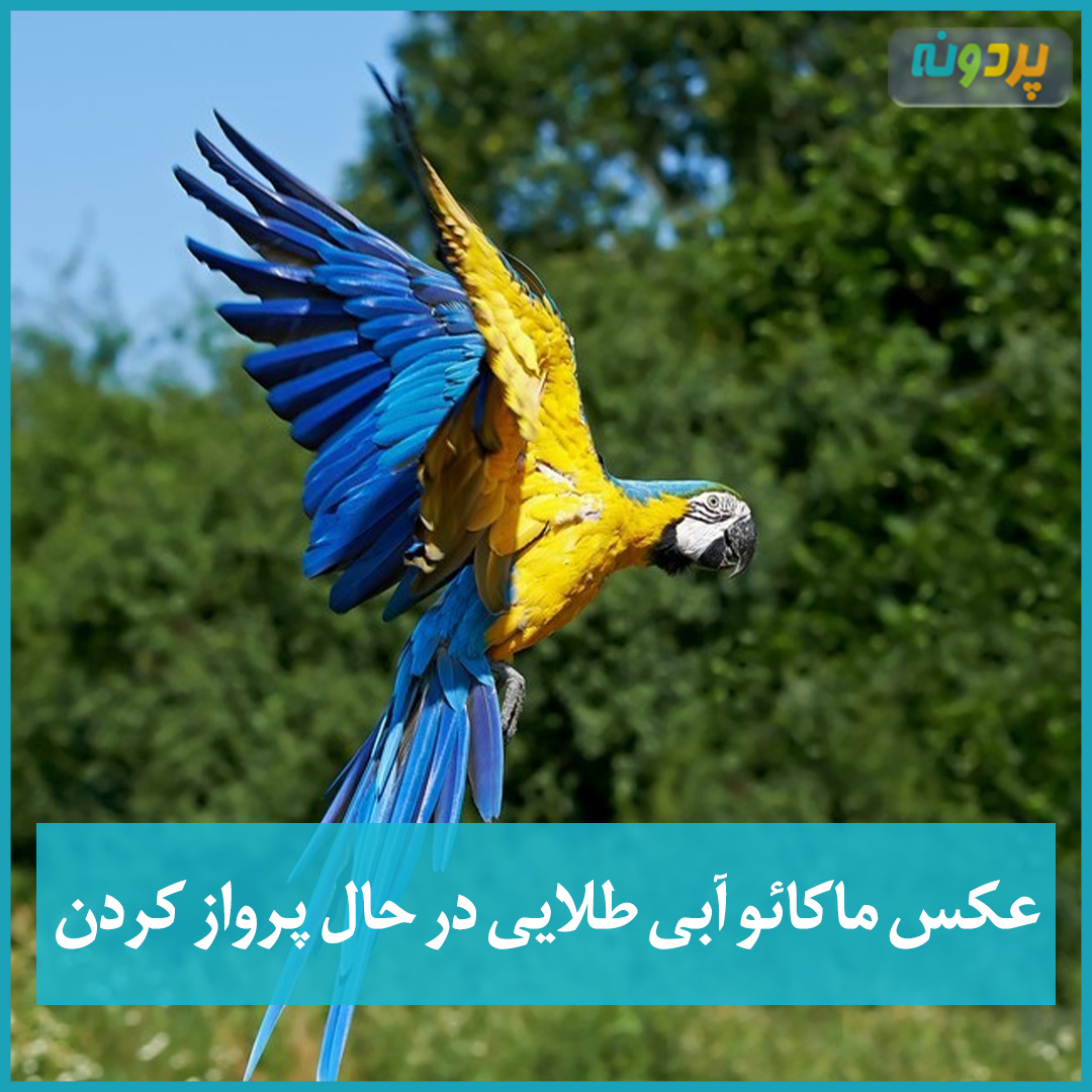 عکس ماکائو آبی طلایی - طوطی آبی زرد آرا در حال پرواز کردن