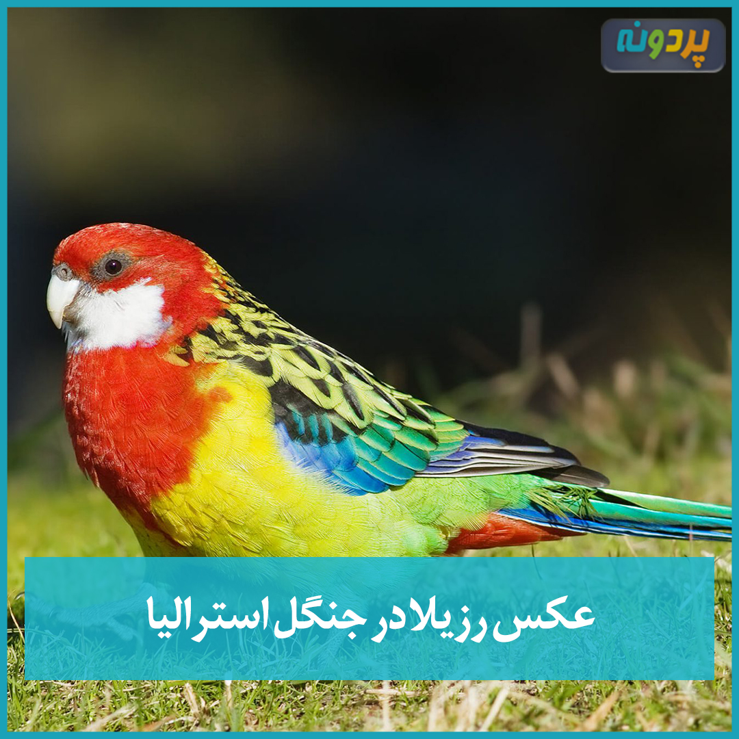عکس رزیلا در جنگل استرالیا