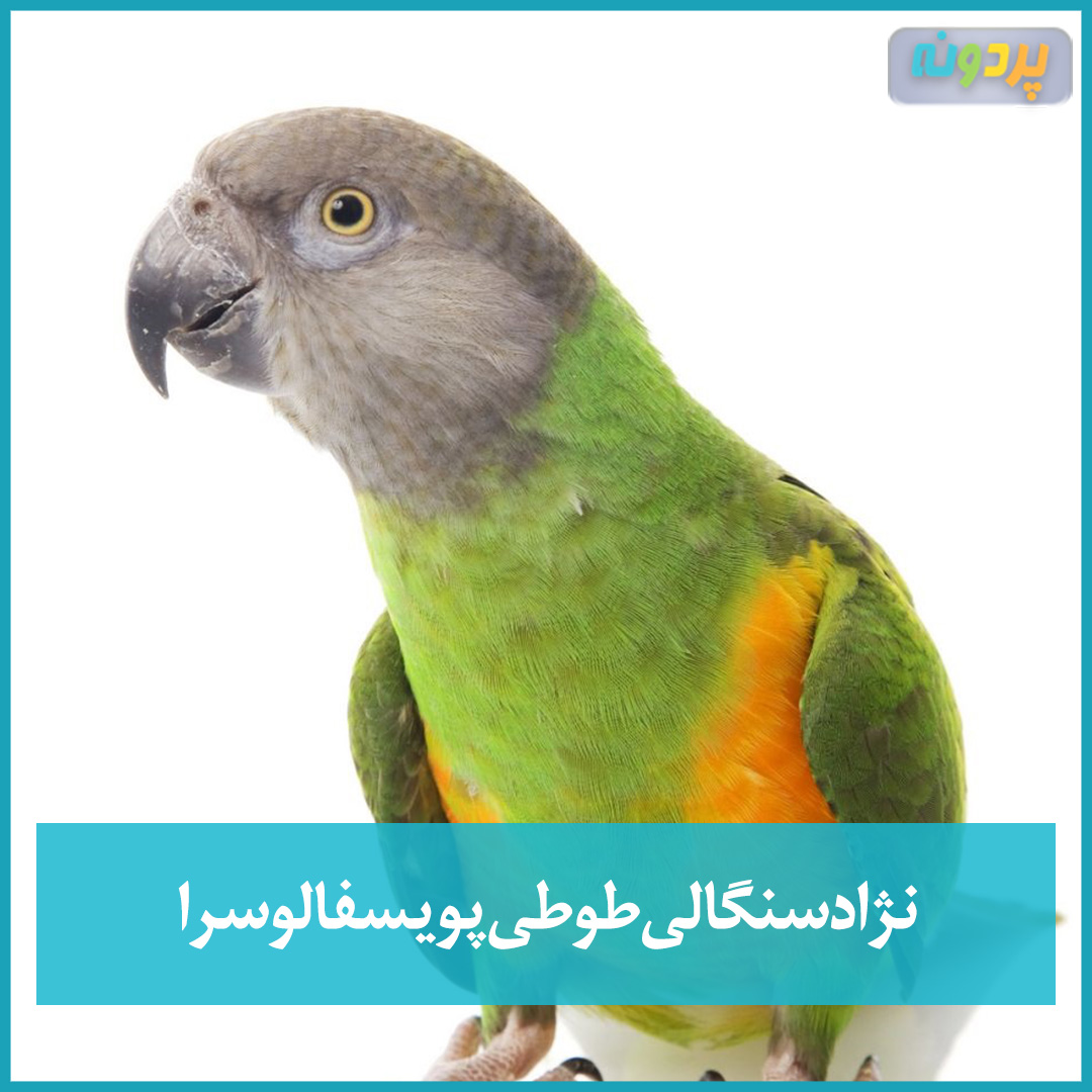نژاد سنگالی طوطی پویسفالوسرا