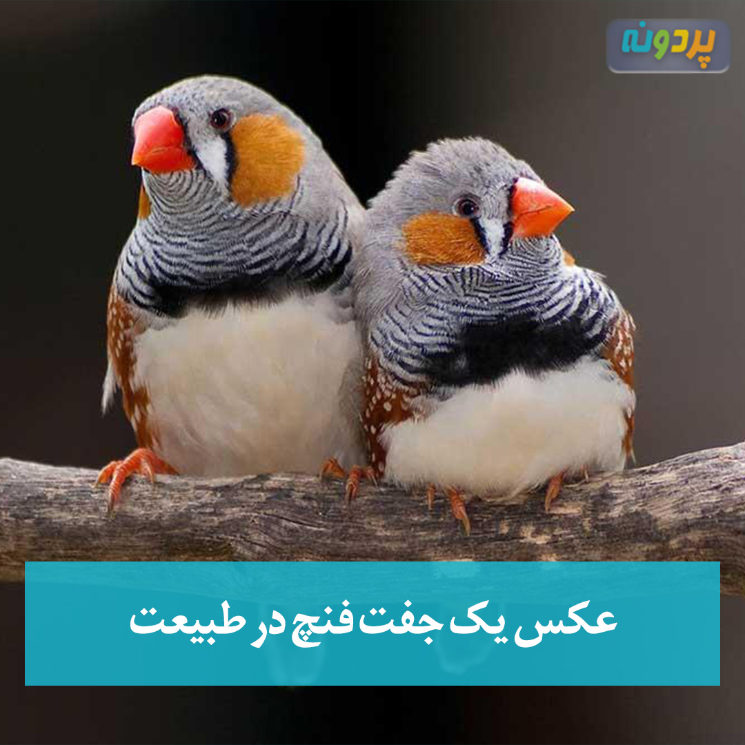 عکس یک جفت فنچ در طبیعت