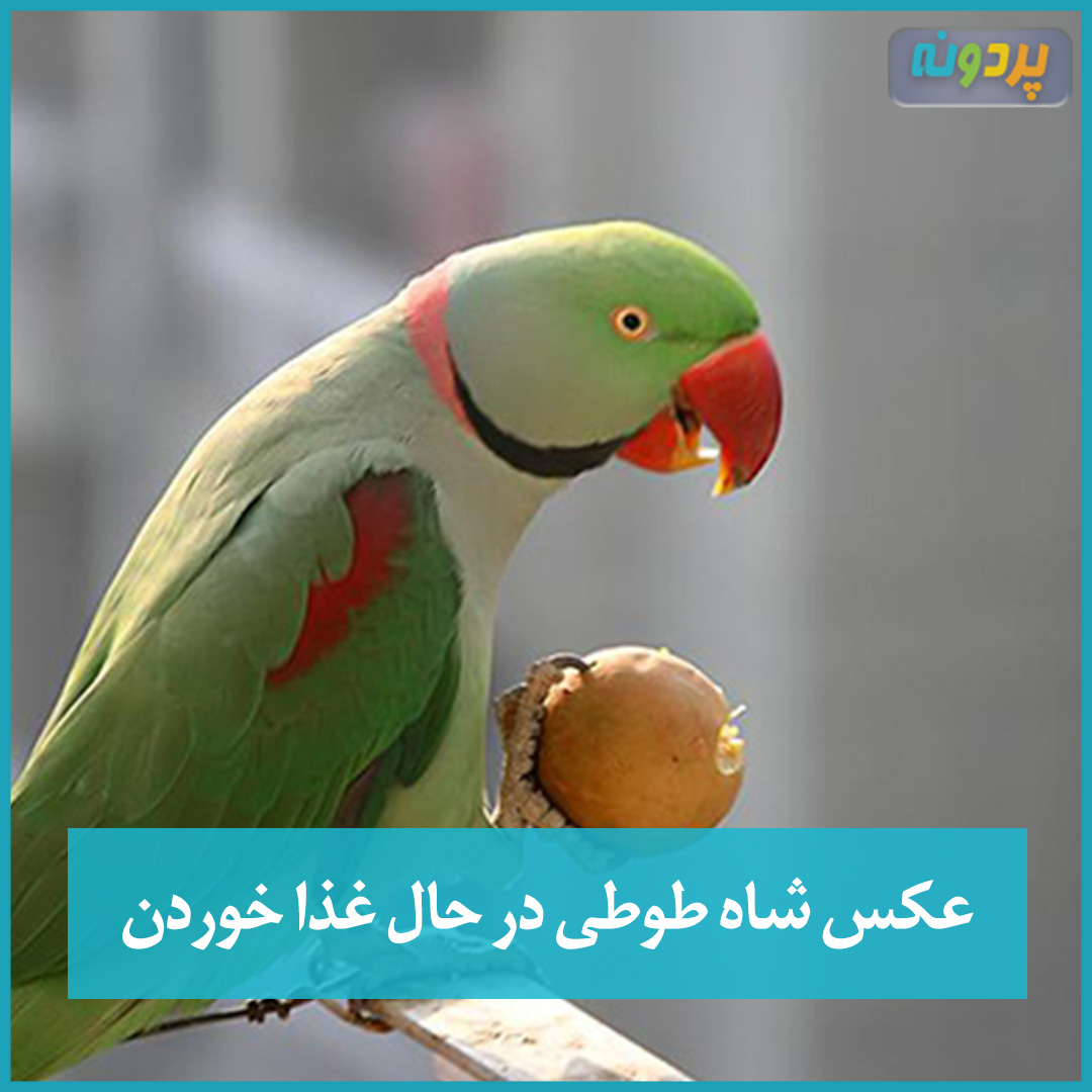 عکس شاه طوطی در حال غذا خوردن