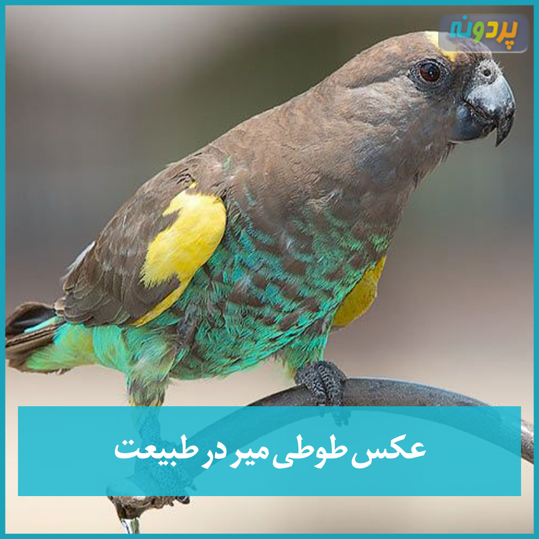 عکس طوطی میر در طبیعت