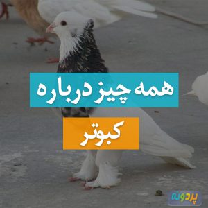 کبوتر