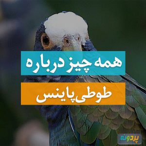 طوطی پاینس