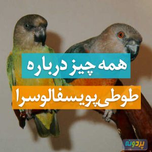 طوطی پویسفالوسرا