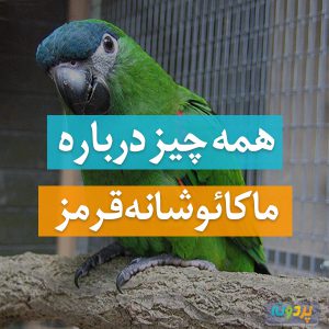 ماکائو شانه قرمز