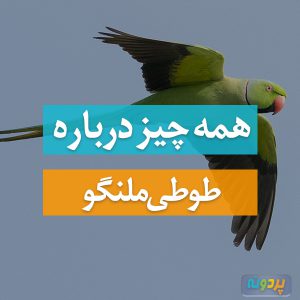 طوطی ملنگو
