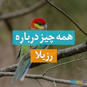 طوطی رزیلا