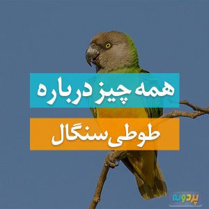 طوطی سنگال