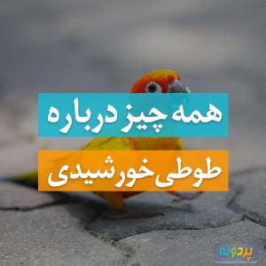 طوطی خورشیدی