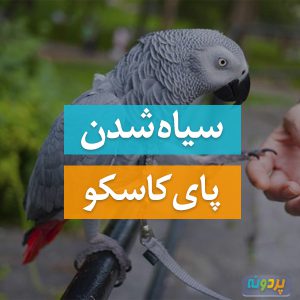 سیاه شدن پای کاسکو