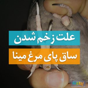علت زخم شدن ساق پای مرغ مینا
