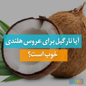 نارگیل برای عروس هلندی