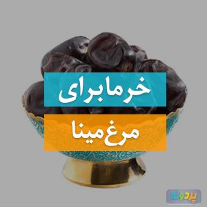 خرما برای مرغ مینا