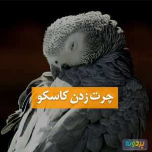 چرت زدن کاسکو