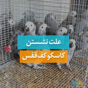 علت نشستن کاسکو کف قفس