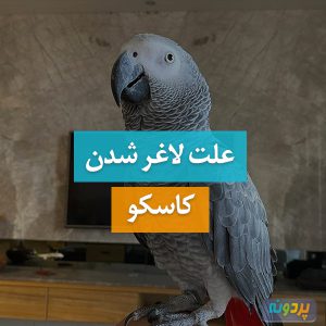 علت لاغر شدن کاسکو