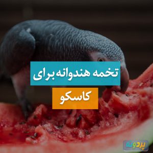 تخمه هندوانه برای کاسکو