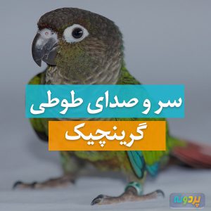سر و صدای گرینچیک