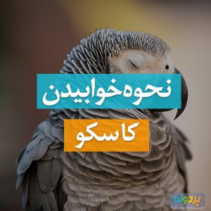 نحوه خوابیدن کاسکو