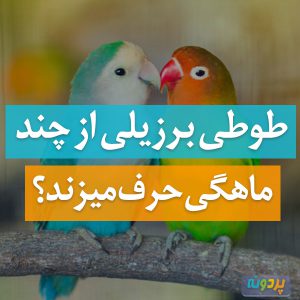 طوطی برزیلی از چند ماهگی حرف میزند؟