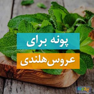پونه برای عروس هلندی