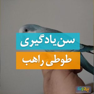 سن یادگیری طوطی راهب