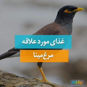 غذای مورد علاقه مرغ مینا