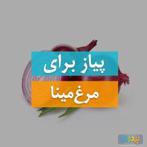 پیاز برای مرغ مینا