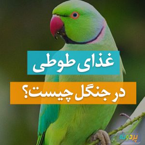 غذای طوطی در جنگل چیست؟