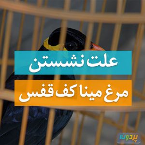 علت نشستن مرغ مینا کف قفس