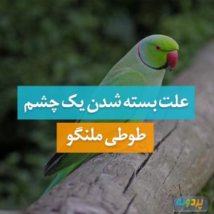 علت بسته شدن یک چشم طوطی ملنگو
