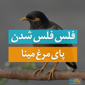 فلس فلس شدن پای مرغ مینا