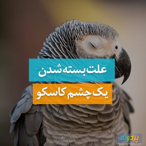 علت بسته شدن یک چشم کاسکو