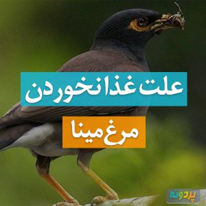 علت غذا نخوردن مرغ مینا