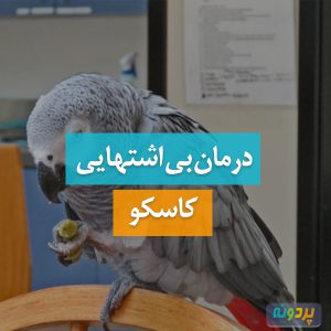 درمان بی اشتهایی کاسکو