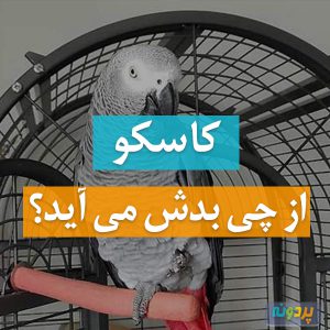 کاسکو از چی بدش میاد؟