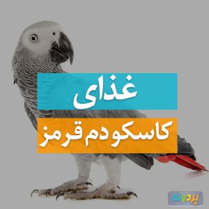 غذای کاسکوی دم قرمز