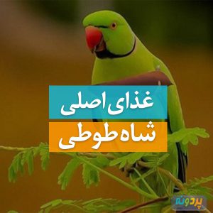 غذای اصلی شاه طوطی چیه