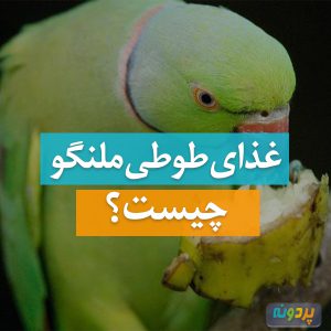 غذای طوطی ملنگو