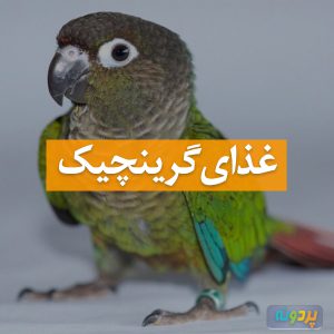 غذای گرینچیک