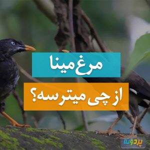 مرغ مینا از چی میترسه