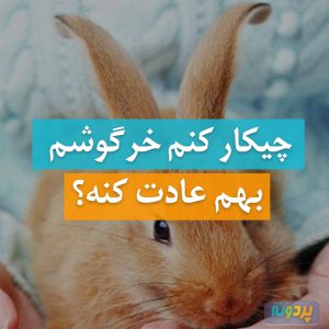 چیکار کنم خرگوشم بهم عادت کنه