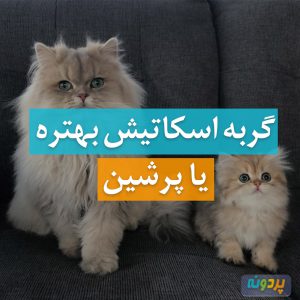 گربه اسکاتیش بهتره یا پرشین